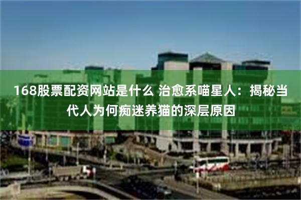 168股票配资网站是什么 治愈系喵星人：揭秘当代人为何痴迷养猫的深层原因
