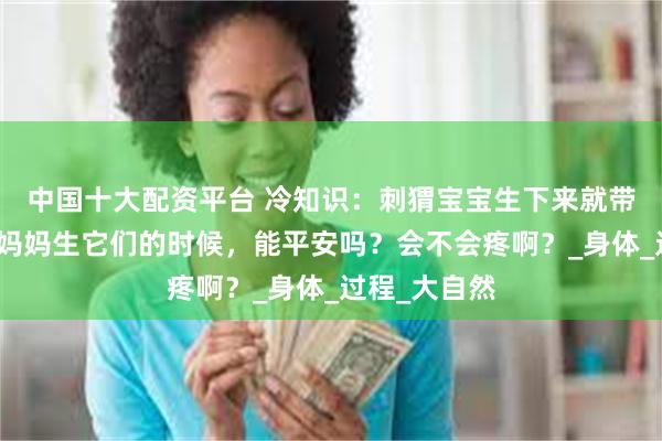 中国十大配资平台 冷知识：刺猬宝宝生下来就带刺，那刺猬妈妈生它们的时候，能平安吗？会不会疼啊？_身体_过程_大自然